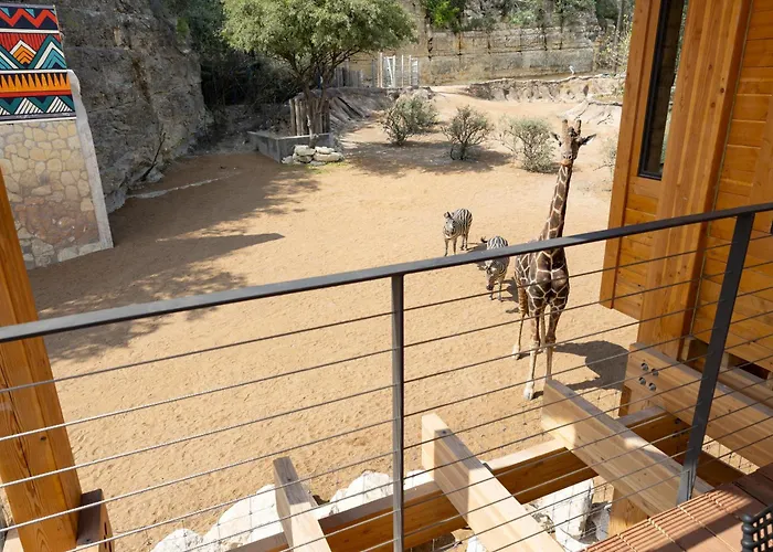 San Antonio Zoo - Spekboom Giraffe Lodge